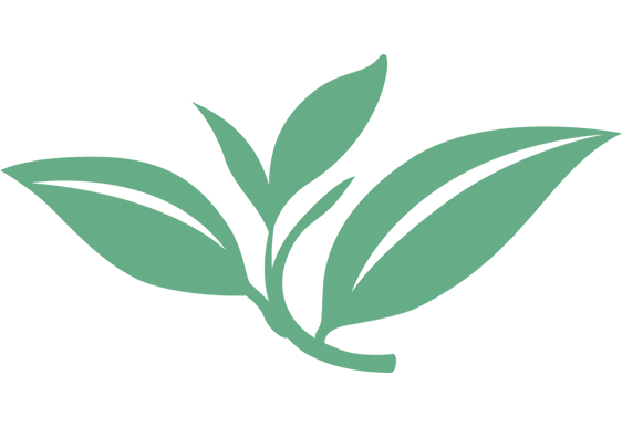 Image of a leaf