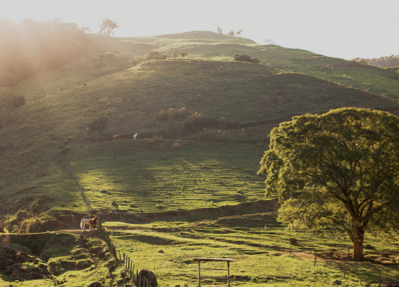 http://Sunshine%20on%20a%20green%20landscape