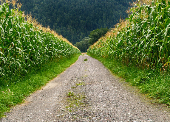 http://Hain%20path%20through%20corn%20field