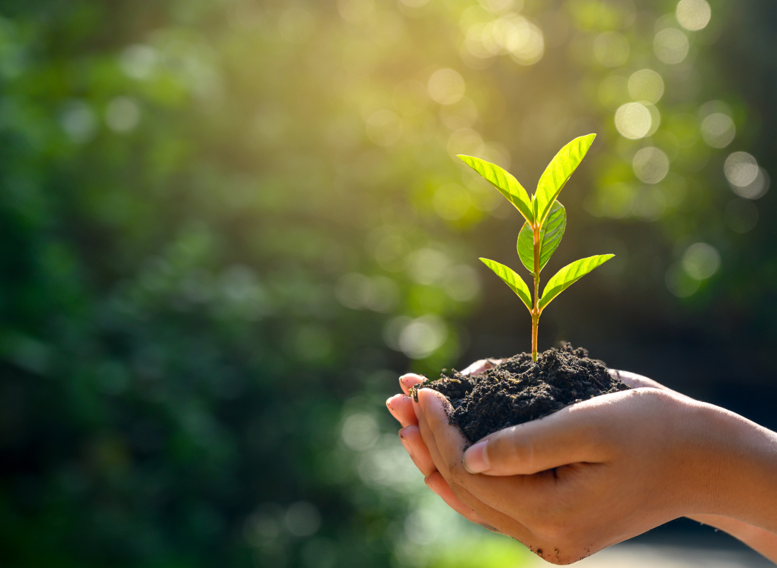 http://Hain%20hand%20holding%20small%20plant