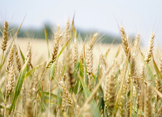 http://Hain%20Wheat%20Field